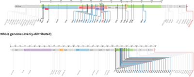 Case Report: Favorable outcome of allogeneic hematopoietic stem cell transplantation in SARSCoV2 positive recipient, risk-benefit balance between infection and leukemia